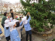 ドイツトウヒに飾り付け★✨