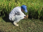 稲刈り🌾