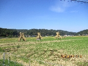 ヨズクハゼ見学🌾